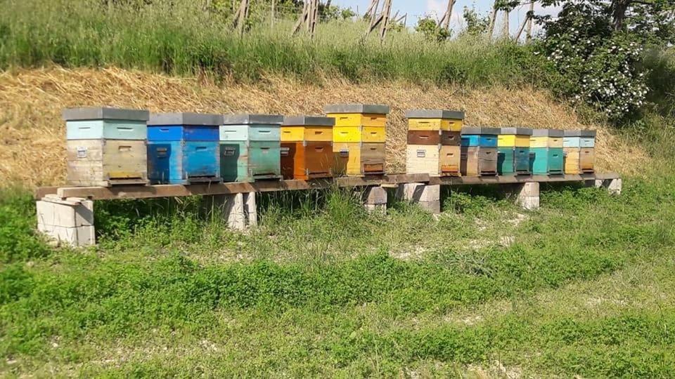 Agriturismo Il Colore Del Grano San Vittore  Exterior foto